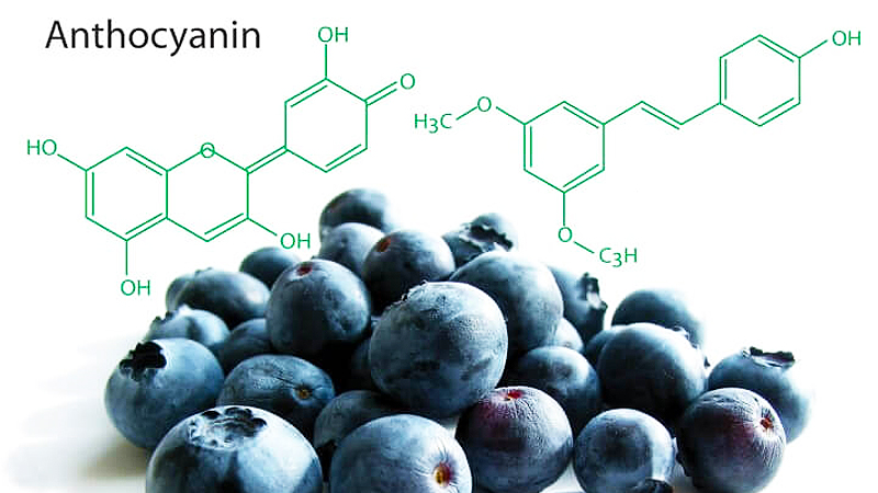 anthocyanin là gì ? Lợi ích của anthocyanin Lợi ích của hợp chất Anthocyanin đối với sức khỏe con người